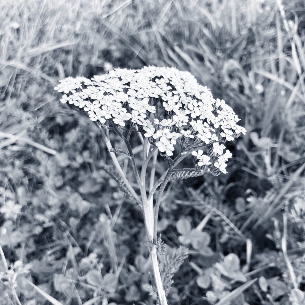 achillea rosa settembre Prà de l'aia - Tisana Trentino