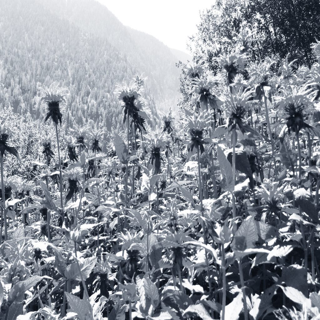 monarda fioritura Prà de l'aia - Tisana Trentino